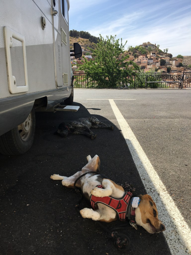 Ricky, chien gris et noir rencontré sur l'aire de La Peza, en Andalousie, Sasha et lui en pleine sieste, allongés à l'ombre à côté du camping-car.